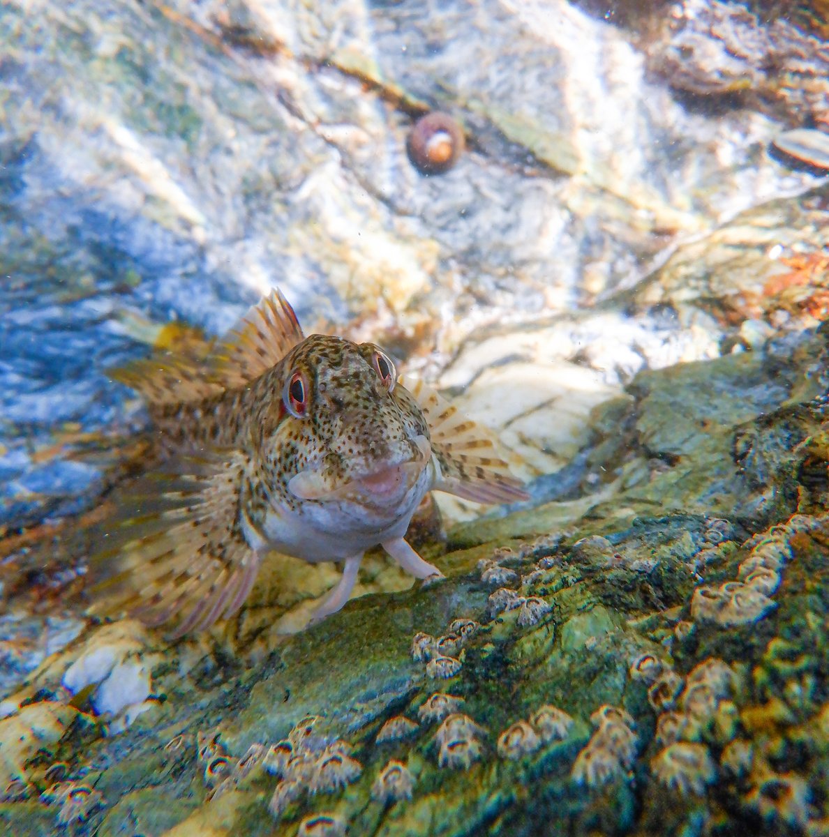 I went snorkelling yesterday and encountered a colony of very large common blennies, who weren't very happy with me exploring their gulley. The water was so clear, and this one posed for a photo (when not biting my toes). #marinebiology #snorkeling