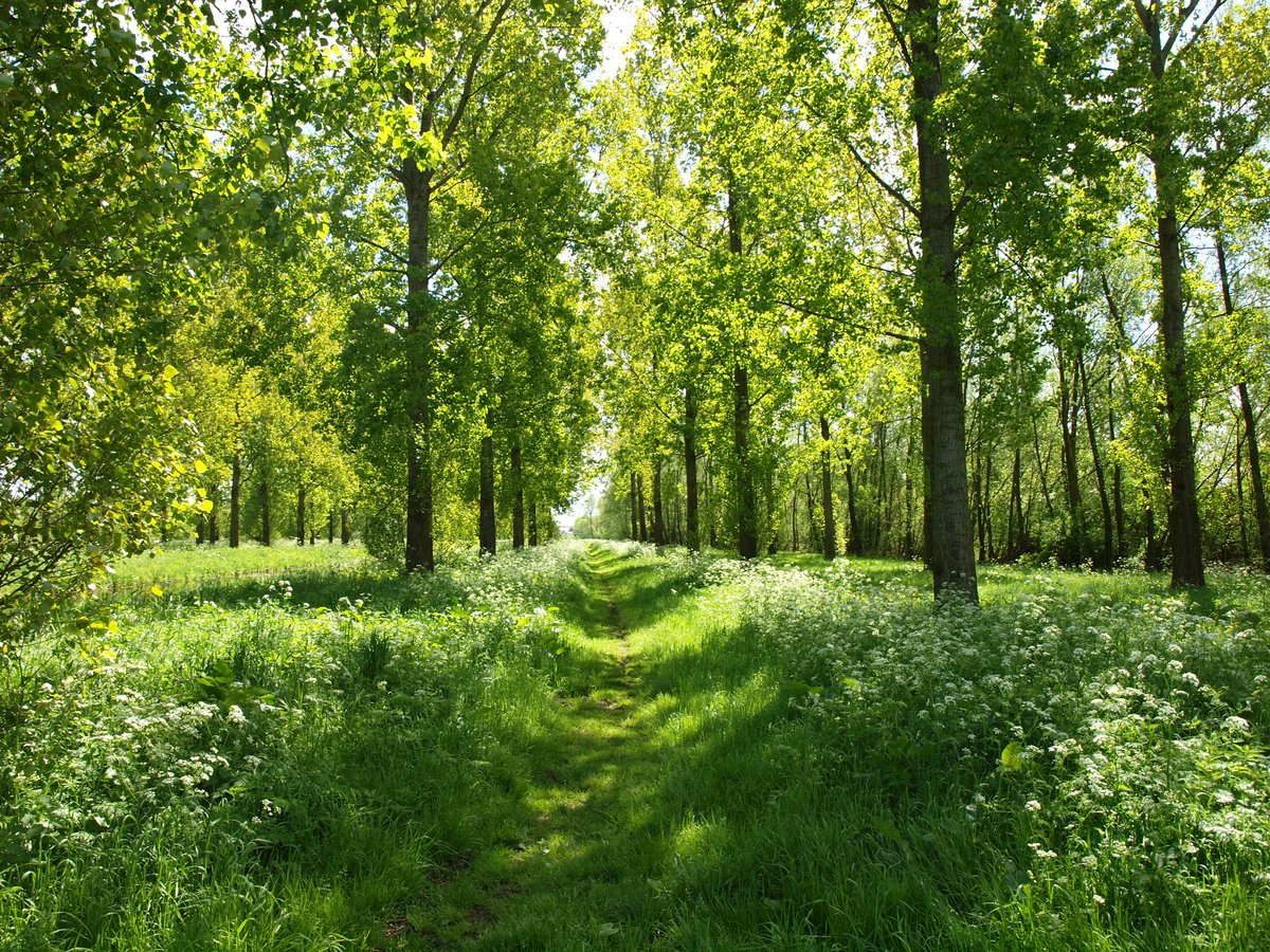 ParkHitland's tweet photo. #TIP - Natuurvereniging KNNV IJssel en Lek organiseert op 9 juli a.s. een openbare excursie in @parkhitland. In een wandeling van een paar uur en gaat gezamenlijk kijken naar alles wat vliegt, fladdert, zwemt, groeit en bloeit 🐝🌿. Meer info &amp; aanmelden: https://t.co/xmCCaP4kaD https://t.co/y9rHNDltb0