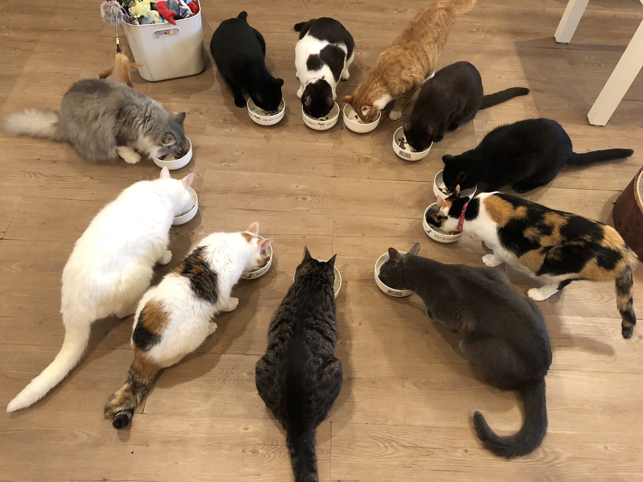 猫カフェtango Tango Twitter
