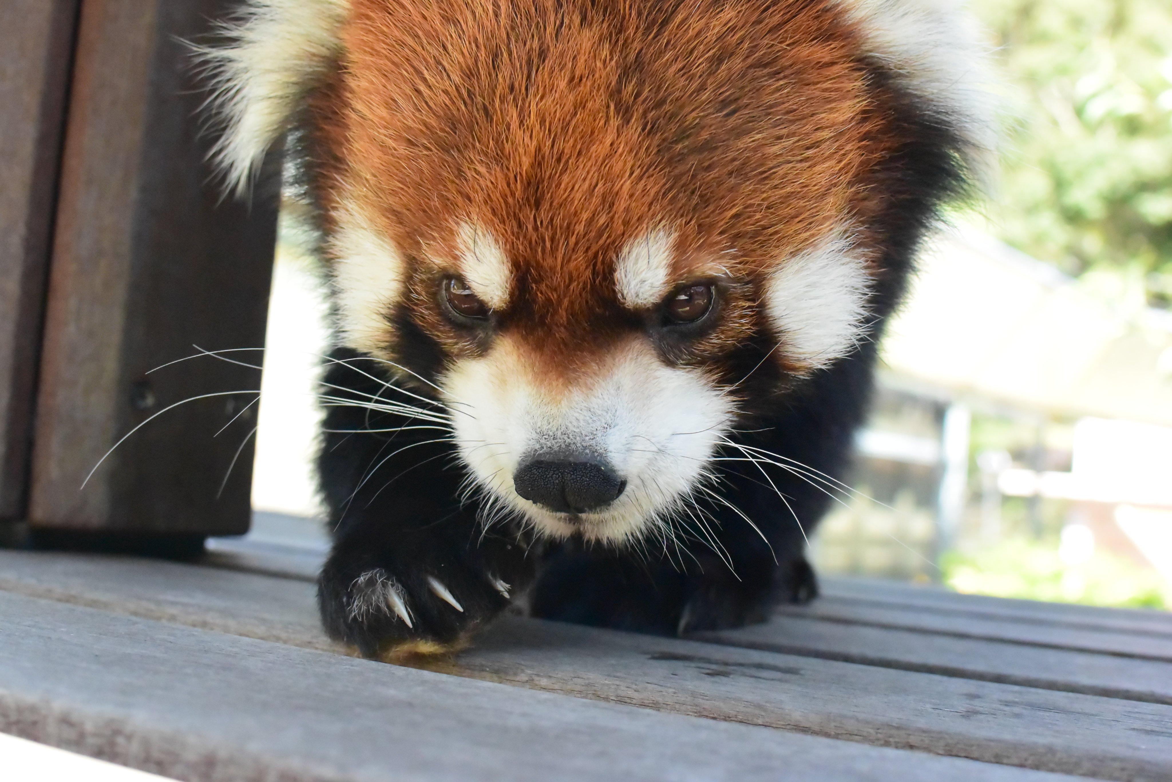 レッサー様専用 www.thesciencebasement.org