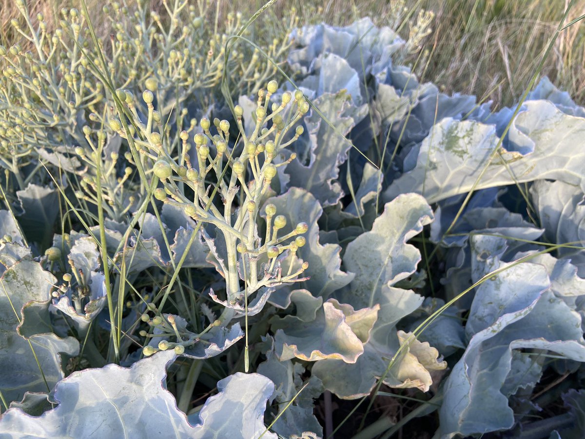 KNNVwalcheren's tweet photo. Gisteravond ging de plantenwerkgroep inventariseren op de Banjaard in @Gem_NrdBeveland. Leuke soorten die we tegenkwamen zijn onder andere #zeekool #eekhoorngras en #bokkenorchis https://t.co/XYUtZBp9fJ