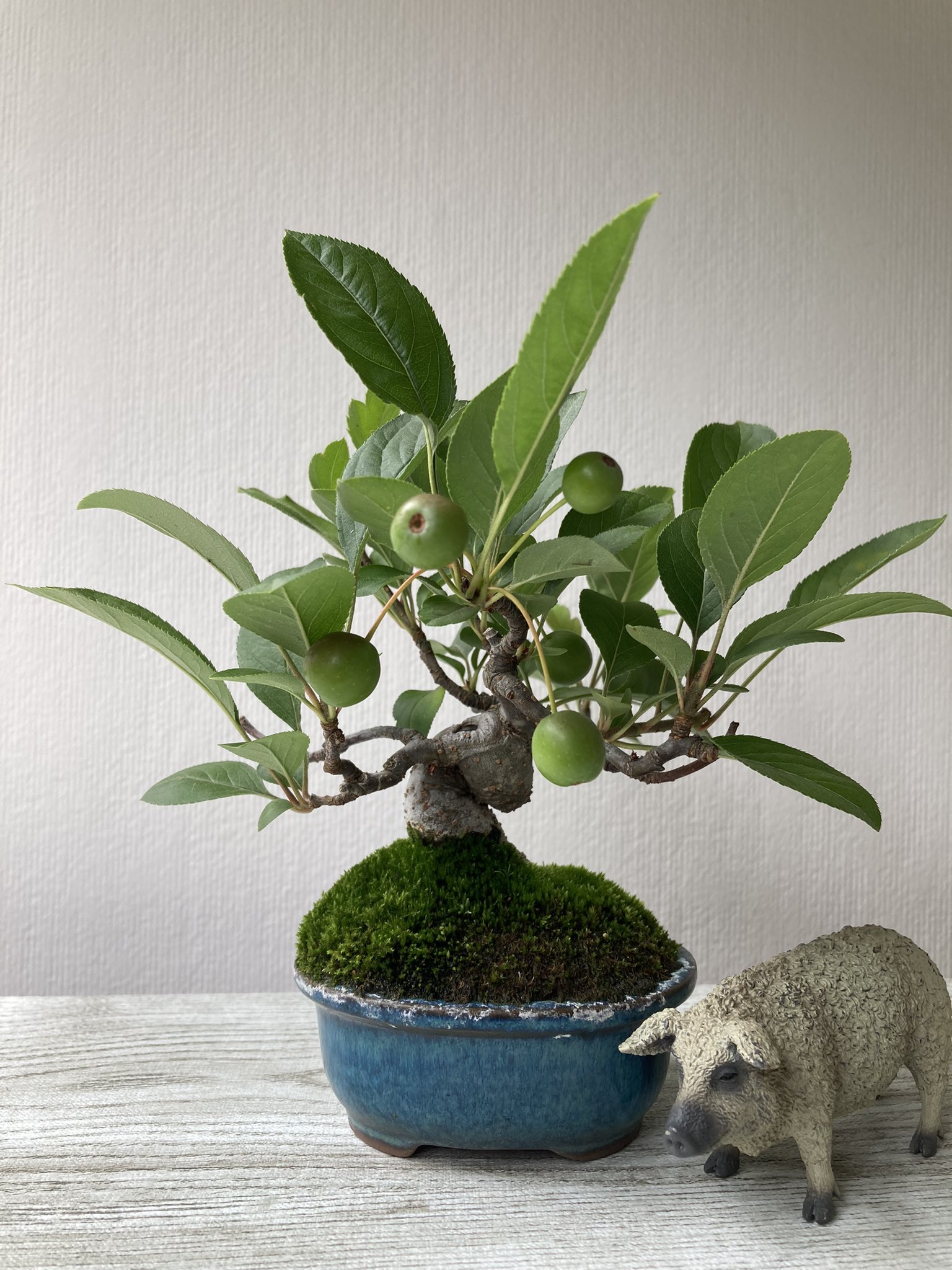 平丸 盆栽 カイドウとハンガリー豚 実が結構でかくなった T Co 2ivlvfq9s8 Twitter