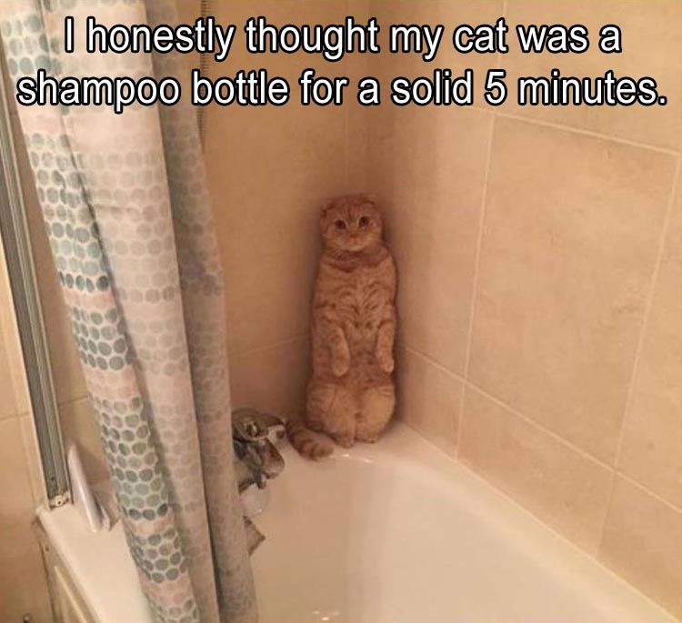 cats who share one braincell (@catbraincell) on Twitter photo 