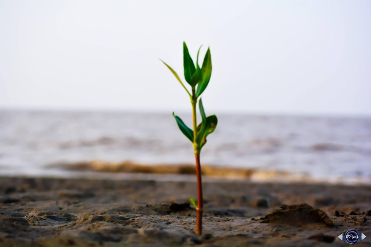 puja_soilbuddy's tweet photo. Once You Choose Hope, Anything Is Possible & we still have hope
@SadhguruJV
#SaveSoil #sadhguru #savesoilsong #savesoilmovement #savesoilsavelife #SaveSoilWest #consciousplanet🌍 #consciousplanet #consciousliving #ishafoundation🙏 #ishavolunteers #ishayogacenter #globalmovement https://t.co/TCWYYuKnIT
