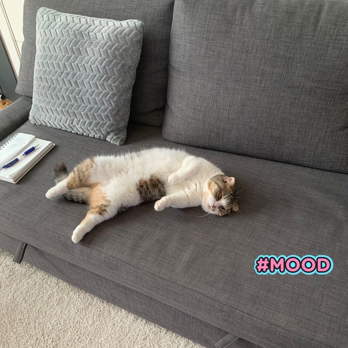 How are we doing in the bear market?📉😿 #Crypto #catoftheday #BearMarket2022