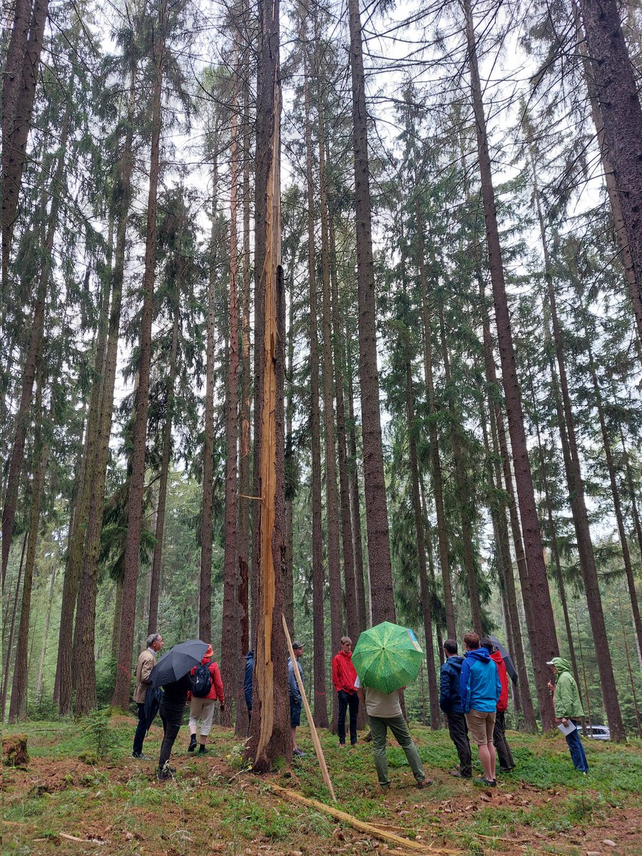 RLinnakoski's tweet photo. This week we are participating Forests' Future conference in Czech Republic and and have excursions also in Austria to learn about bark beatle calamity from the experienced. @EU_reforms support for @LukeFinlandInt and implementation by IBF and  @TAPIOForestry https://t.co/3BjheuWBJy