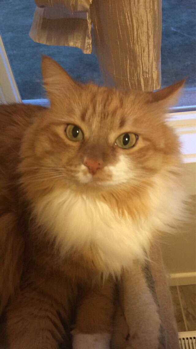 // here’s my baby <3 her name is taylor &amp;&amp; she’s a rescue 🥹