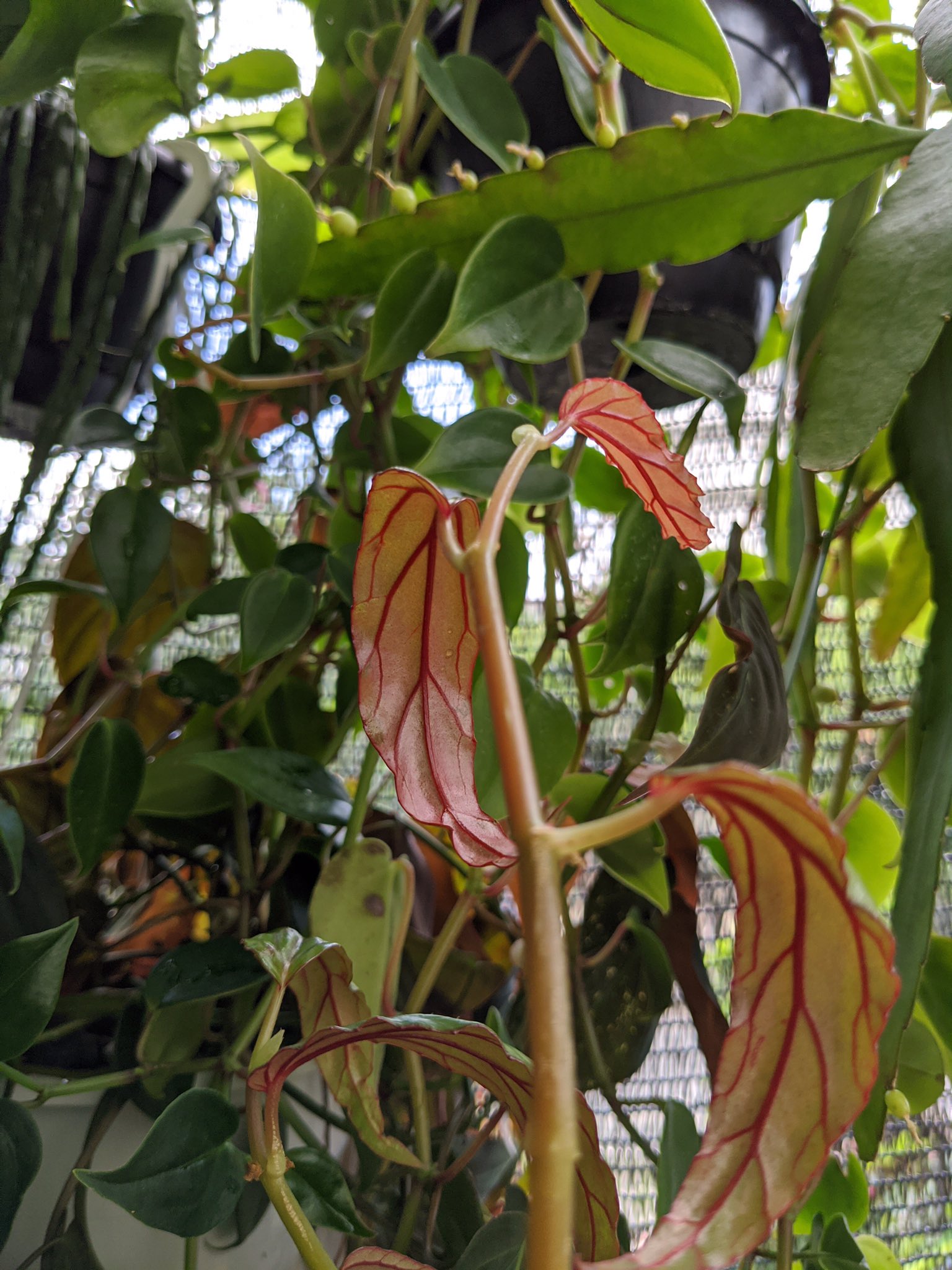 ぽぽぽぽポトス Satoimo Pothos Twitter