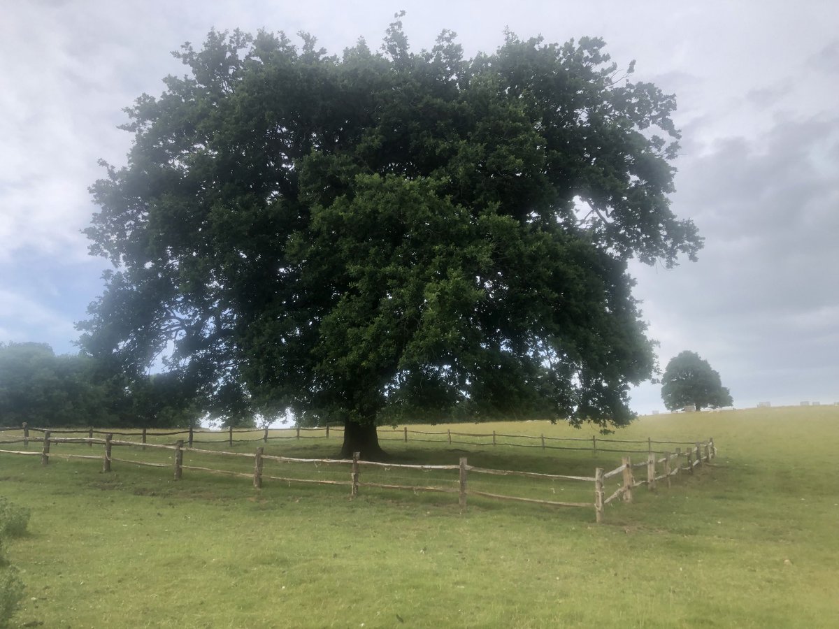 chesshire_helen's tweet photo. ⁦Be inspired and start your ⁦@Groundswellaguk⁩ day by joining ⁦@WoodlandTrust⁩ demonstration walk to view ancient trees &amp; discover why they are so special 8.30 am today &amp; 8.00 am tomorrow in car park #RegenerativeAgriculture https://t.co/iUXlYeV8Dh
