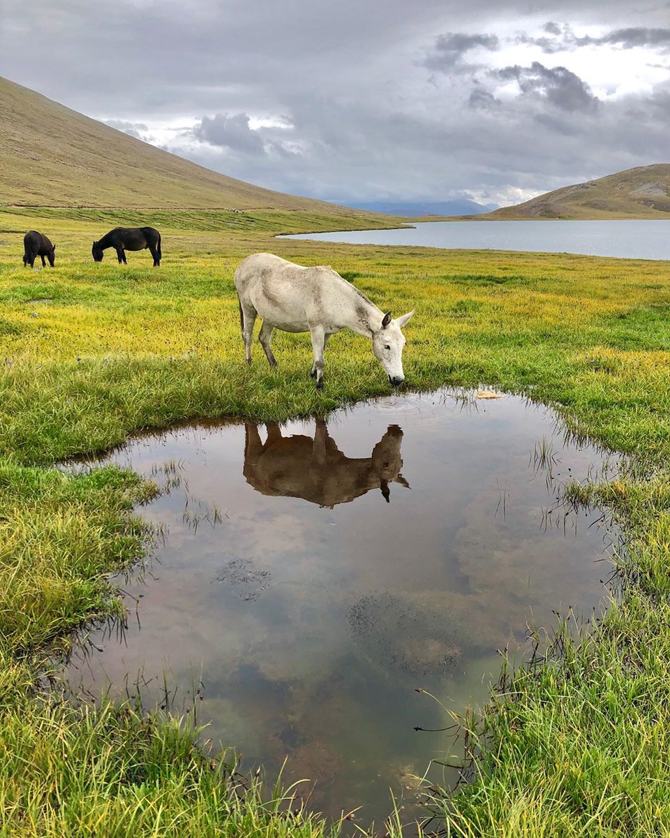 VisitPkNow's tweet photo. Sheosar Lake Deosai ❤🇵🇰 https://t.co/sKyklK8UpK