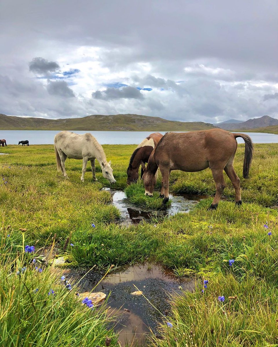 VisitPkNow's tweet photo. Sheosar Lake Deosai ❤🇵🇰 https://t.co/sKyklK8UpK