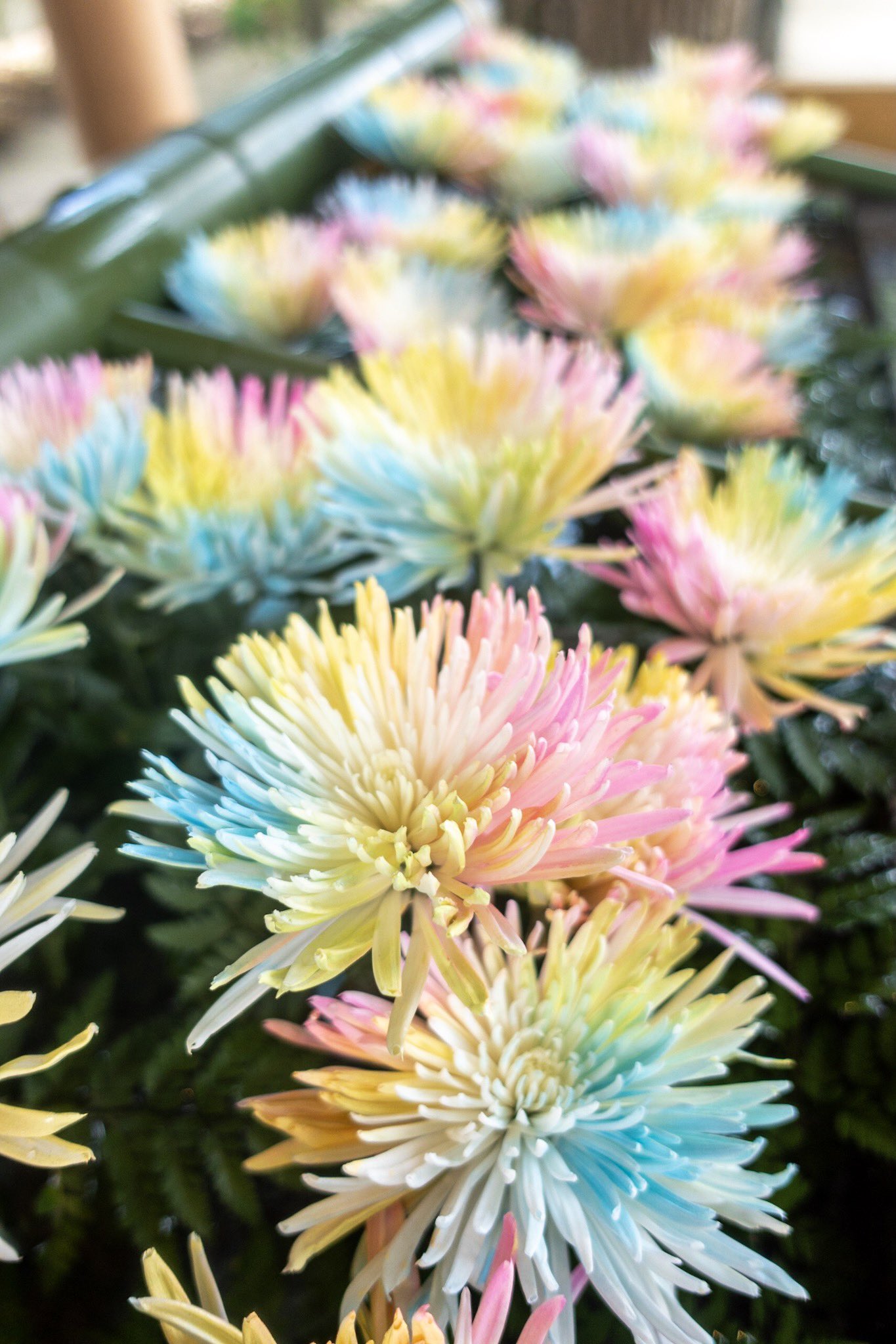 現人神社 花手水のお花入れ替えました 皆さまのご参拝心よりお待ちしております 現人神社への交通アクセス 博多駅から博多南駅 那珂川市 まで８分 博多南駅からバス タクシーで１０分 福岡空港から地下鉄博多駅まで６分