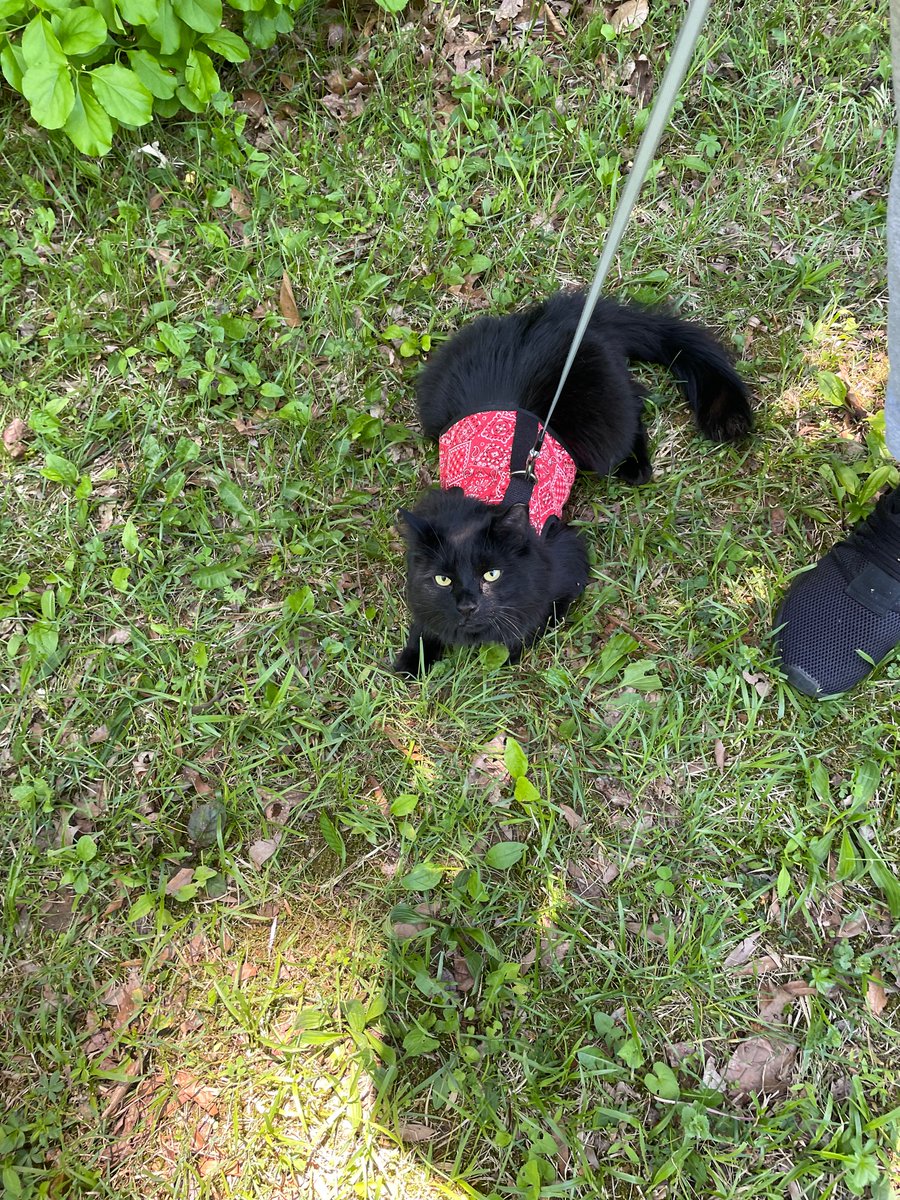 beccaissoup's tweet photo. these cats r made for walkin https://t.co/hDTBHyCDxN