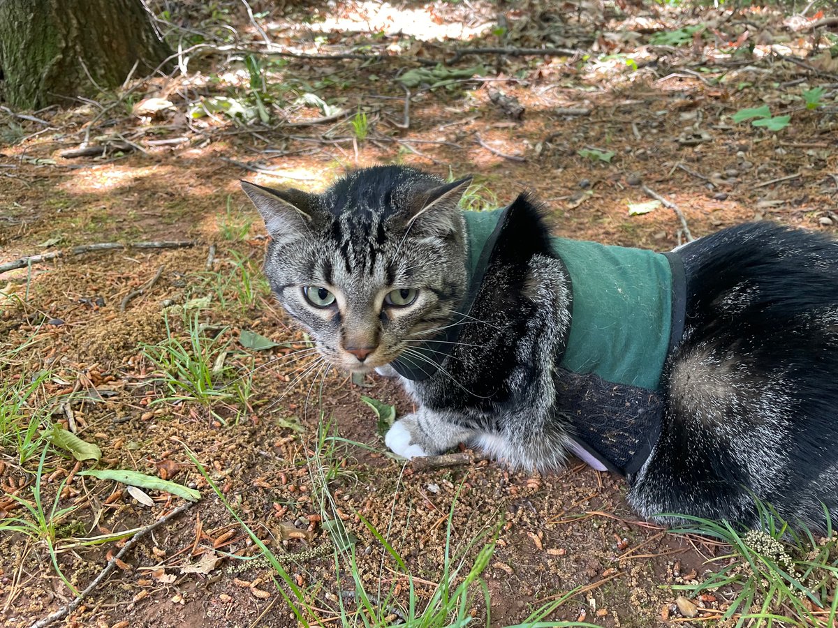 these cats r made for walkin