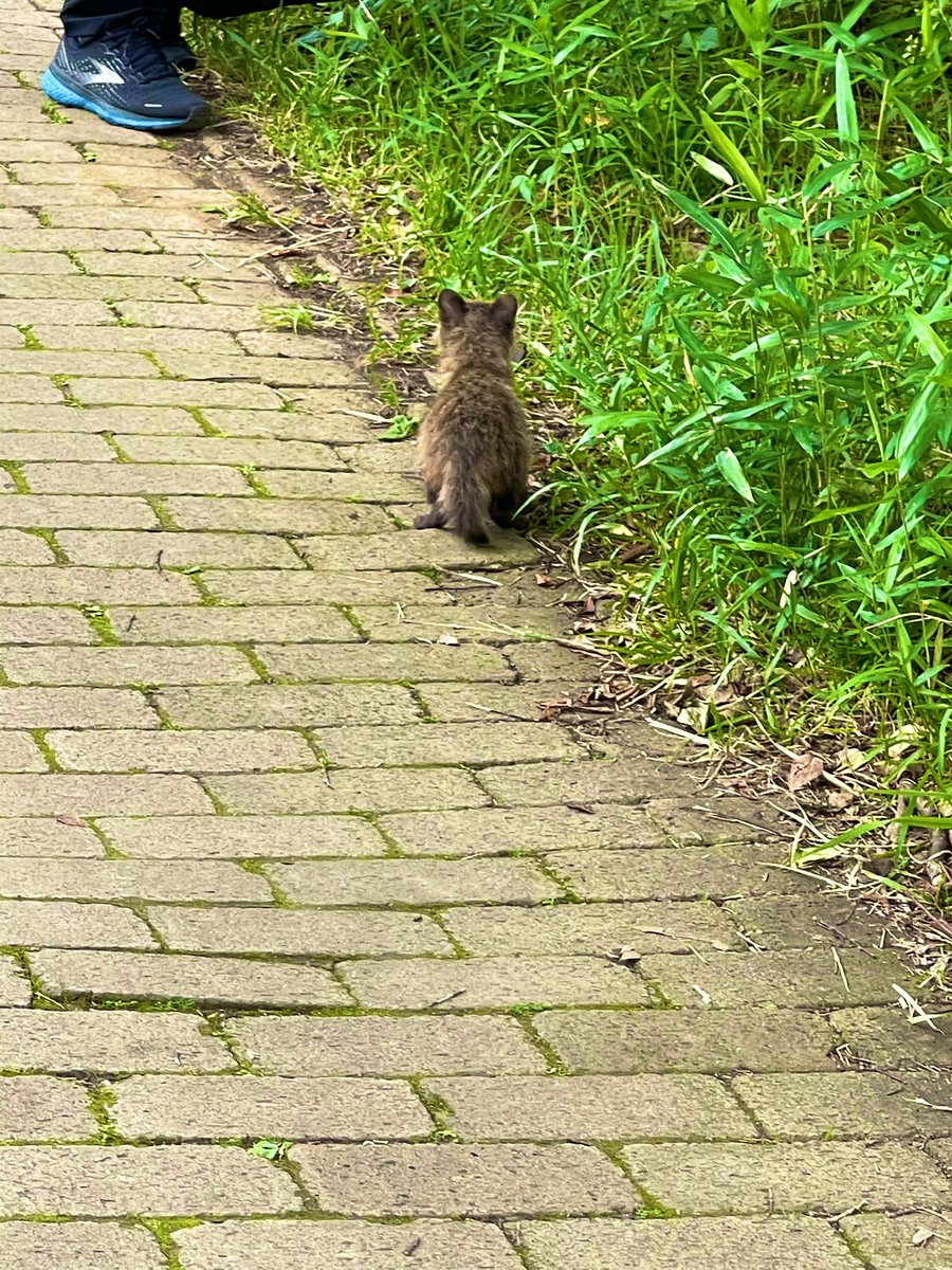 tmyz19's tweet photo. たぬきの赤ちゃんがいたり、カモが至近距離で寝てたり、カモの赤ちゃんがいたり🦆自然が身近にある都内素敵👏🏻👏🏼👏🏽 https://t.co/fHhkELsrIi