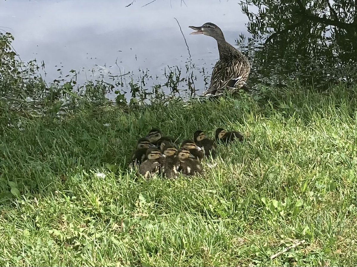 Fervorheart's tweet photo. Walk yesterday https://t.co/7K7j3V9BEn
