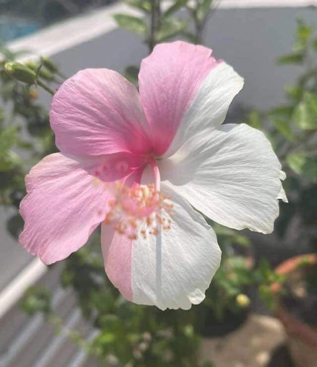 vijaya singh🇮🇳 bharat khande tweet media