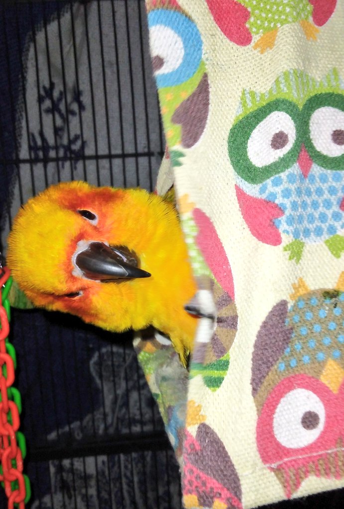 pearlsofphoenix's tweet photo. Phoenix says peekaboo everybirdie!! 
🥰🦜💜 #sunconures #parrot #birdlady #parrotsontwitter https://t.co/FrEpGc2muk