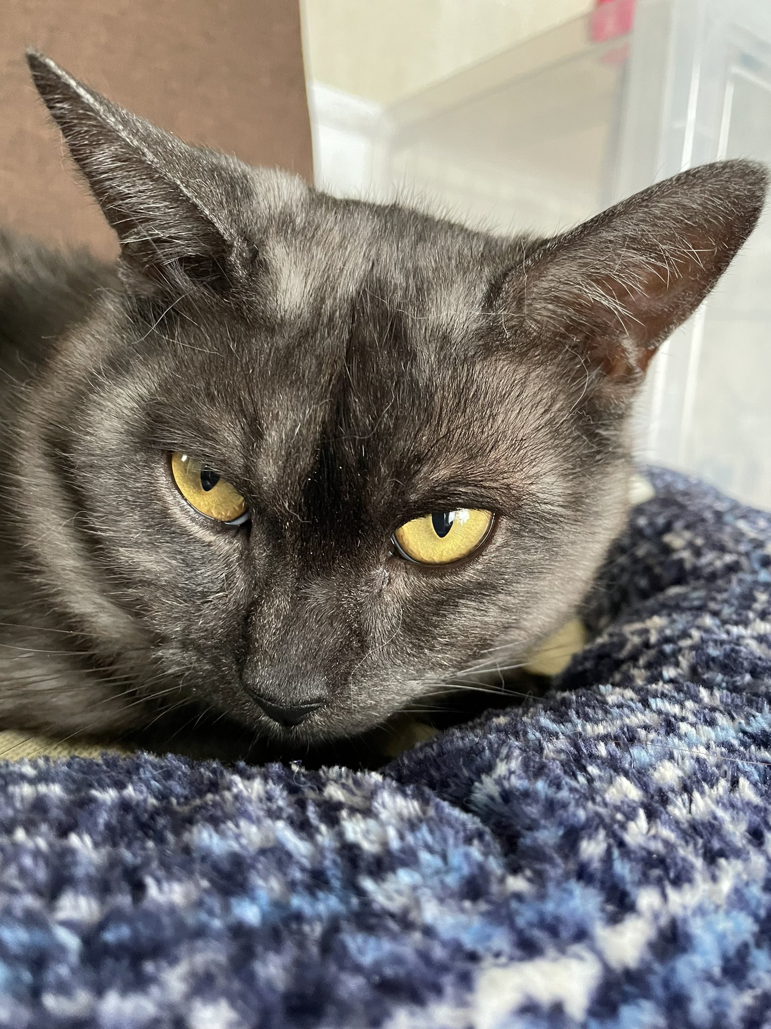 猫探しています 拡散希望 Madara2108 Twitter