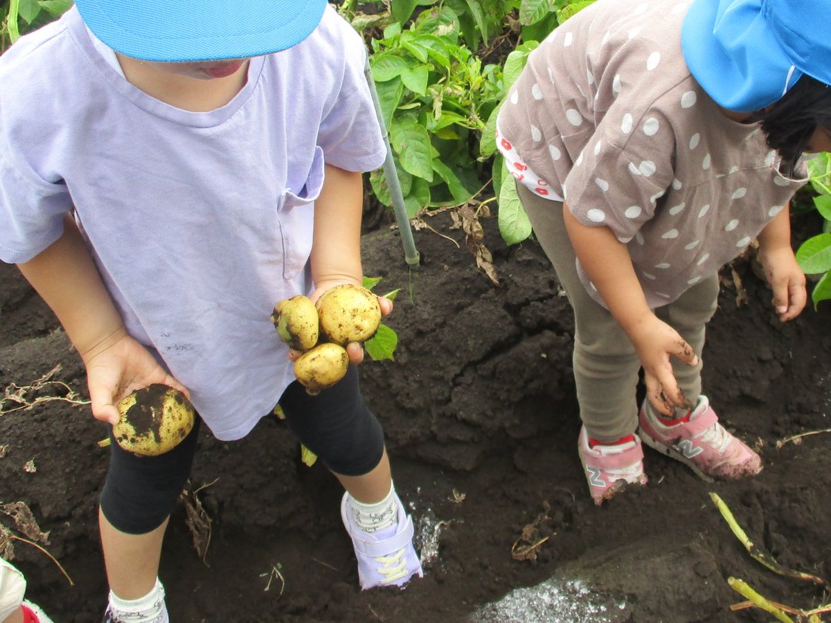 m_kitamachi's tweet photo. 今日は4歳児と５歳児で、じゃがいも堀りに行ってきました。今年は大豊作！小さな赤ちゃんじゃがいもや、自分の手より大きなじゃがいもがたくさん収穫でき、大喜びの子どもたちでした。堀ったじゃがいもは明日���おやつ(フライドポテト)でみんなでおいしくいただきます。 https://t.co/rtsUCHcnXE