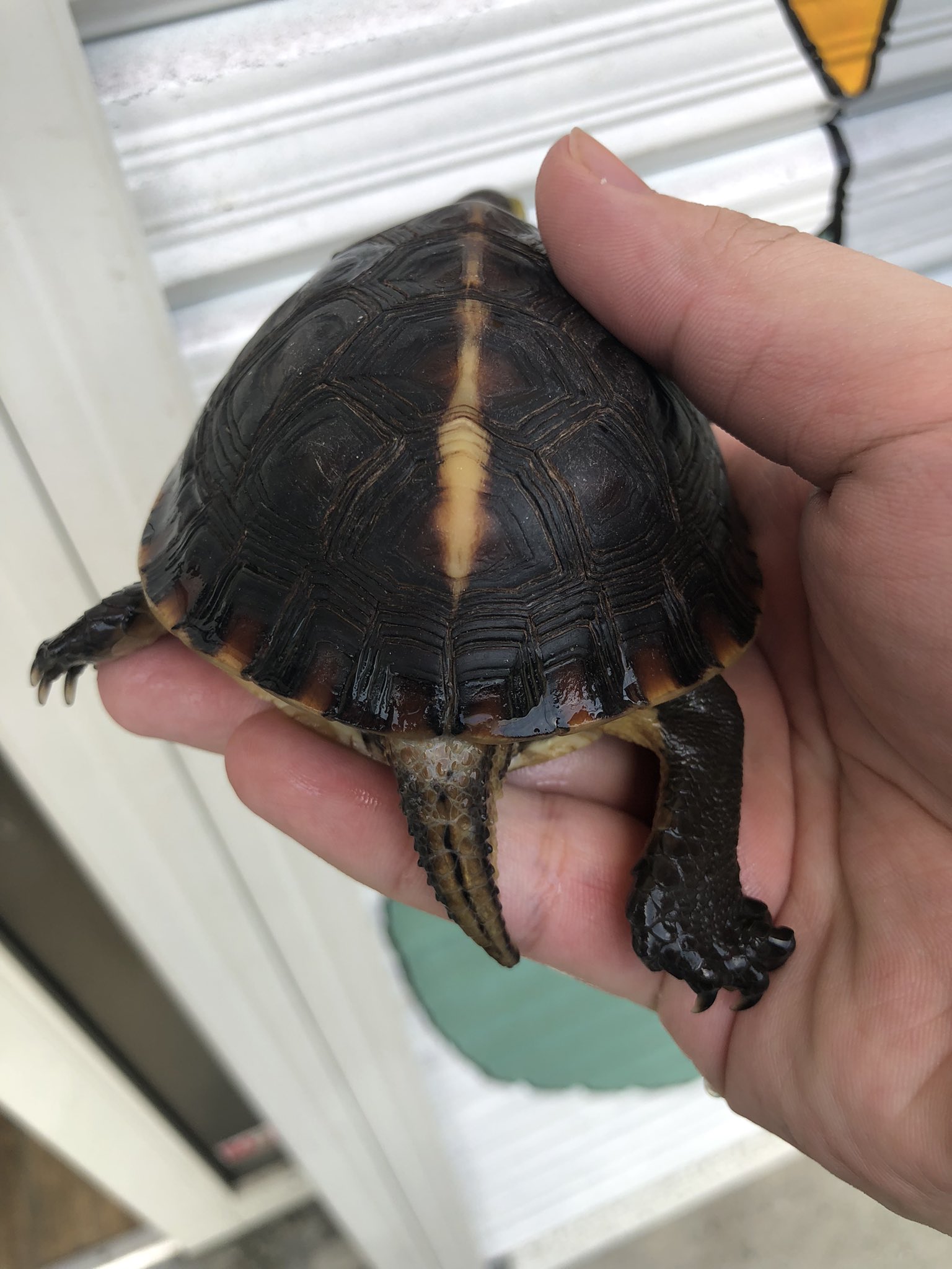 爬虫類ショップ 天和(tenwa_reptiles) on Twitter: