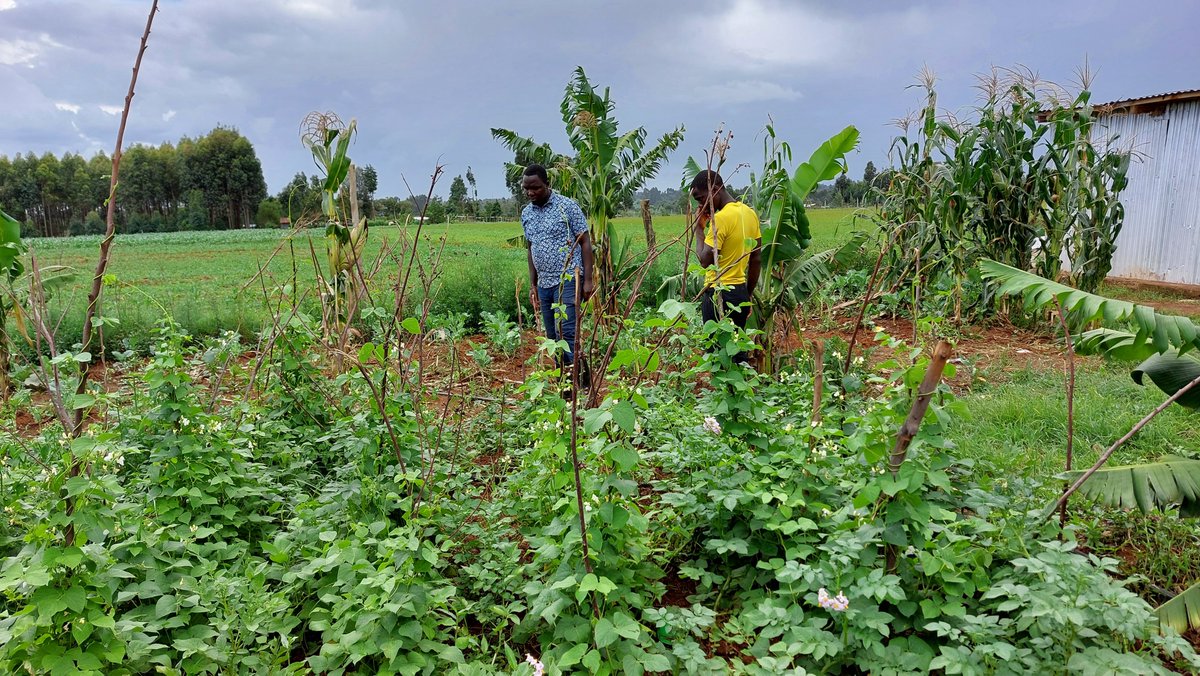 _Atamba's tweet image. The only way we can make #Agriculture attractive to the #youth is by making it productive and profitable. It is by changing our #food and #farming system to conform with the strengths of young people in innovation and entrepreneurship - It has to make economic sense &amp;amp; inspire!