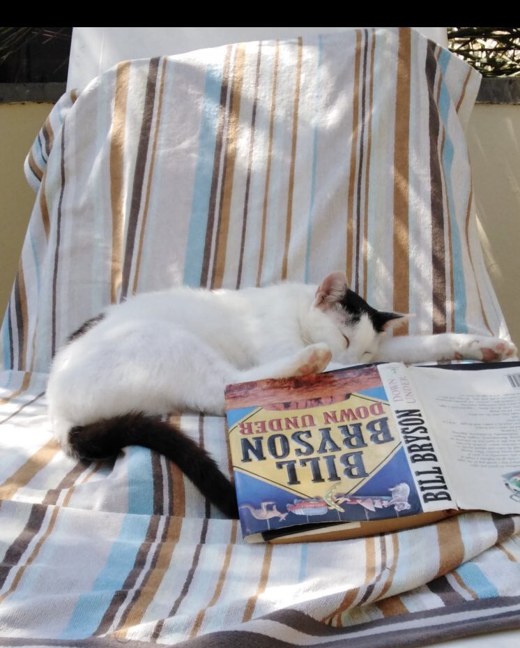 CorfuC's tweet photo. Dreaming of a life down under 🇦🇺🦘 #CatsOfTwitter https://t.co/Uz4Vt3t2H1