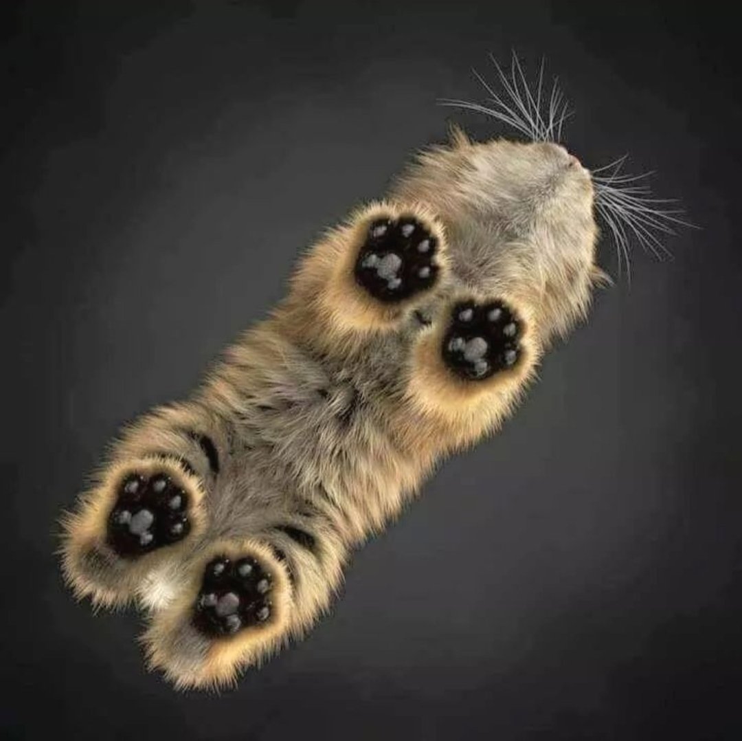 DerArto's tweet photo. Котик. Вид снизу. https://t.co/Cfdf5dIDnL