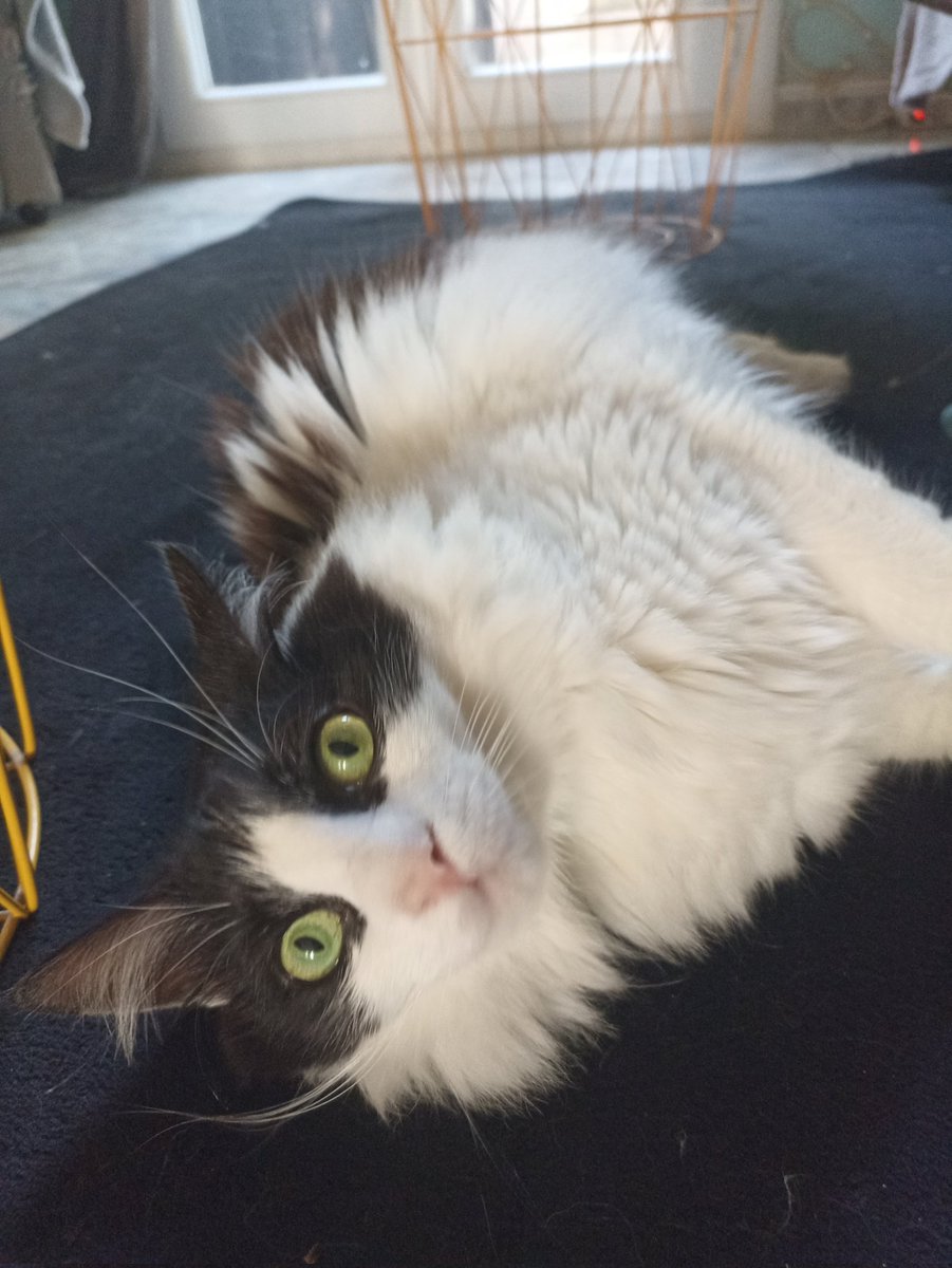 StephanieMunchX's tweet photo. Bonjour il est huit heures et c'est l'heure du rouler sur tapis ! Douce et créative journée à tous ! #pointwillow https://t.co/ZOo7Hn85QD