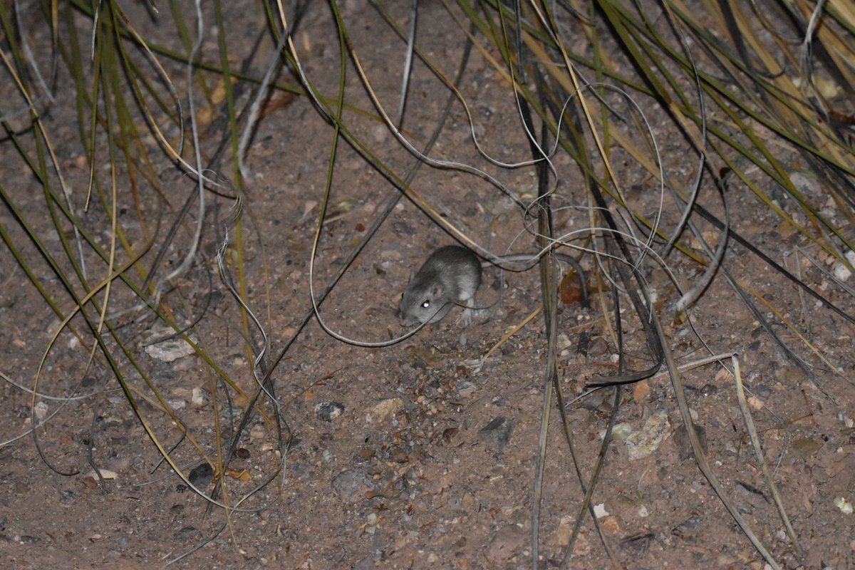 MustelidMay's tweet photo. Several kangaroo rats are taking advantage of the strong winds today knocking down many fabaceae seeds #asmTucson #asmCritter
There were 3 or more munching loudly outside of my hotel room tonight ♥ https://t.co/KhHUKpOYxJ