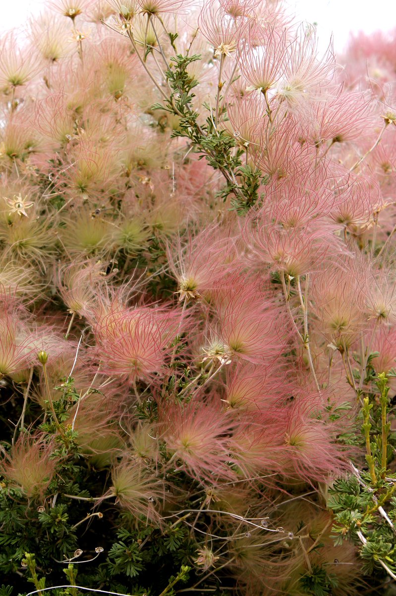 goranpandza's tweet image. Cotton Candy
Albuquerque, New Mexico

#owprogram #Open #World #Leadership #usa #albuquerque #newmexico #globaltiesABQ #USAEmbassyinSerbiasrbija #belgrade #washington