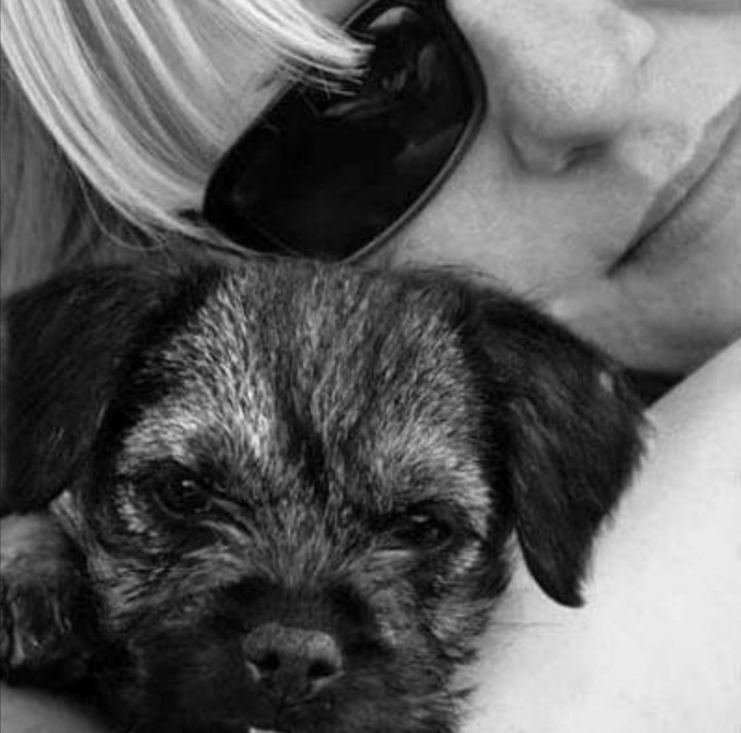 🐾 Honey 🌈 (R.I.P), Dexter & Flynn🐾 tweet media