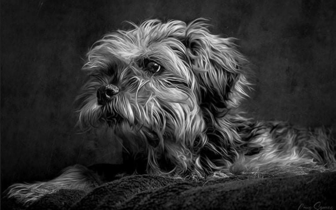 🐾 Honey 🌈 (R.I.P), Dexter & Flynn🐾 tweet media