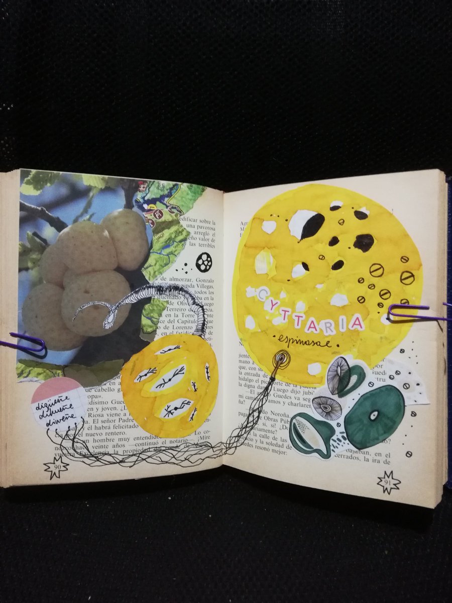 medussamanita's tweet photo. Digüeñe (Cyttaria espinosae) #collage #librobjeto #fungi 
🍄🌿🍂🍃🍁 https://t.co/eVcQMo6sNM