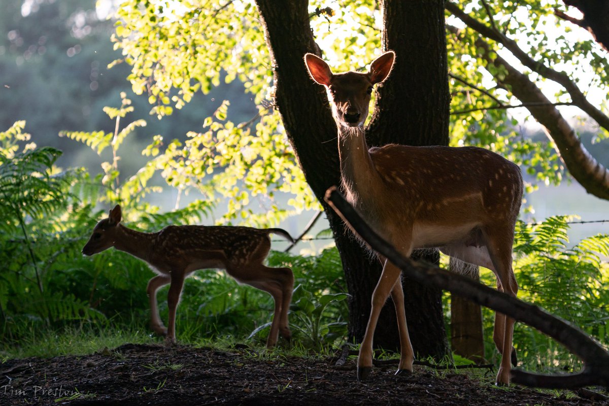 Shropshire Wildlife Photographer (@shropshirewild2) on Twitter photo Whilst sitting quietly in the woods last night I was lucky enough to have this Fallow doe and her fawn wander by. <a href="/Mammal_Society/">Mammal Society</a> <a href="/Shropsmammals/">Shropshire Mammal Group</a> <a href="/My_Wild_Telford/">My Wild Telford</a> <a href="/BBCSpringwatch/">BBC Springwatch</a> Whilst sitting quietly in the woods last night I was lucky enough to have this Fallow doe and her fawn wander by. <a href="/Mammal_Society/">Mammal Society</a> <a href="/Shropsmammals/">Shropshire Mammal Group</a> <a href="/My_Wild_Telford/">My Wild Telford</a> <a href="/BBCSpringwatch/">BBC Springwatch</a>