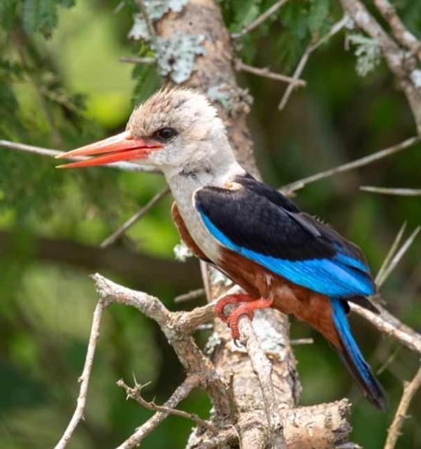 AardowolfA's tweet photo. Some good eyes are those that love going for birding. Be a genius today and let's go birding in Uganda.

For more details visit us: https://t.co/dlVD4PaIeL

#Bird #Birding #Birdlife #Birdwatching #Birdinginuganda #Nationalparks #Wildlife #Wildlove #Aardwolfafricasafari https://t.co/QIhvVKWWPo
