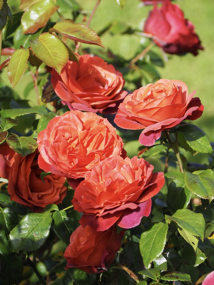 #RoseWednesday Photo,#RoseWednesday Photo by Stalwart Plants,Stalwart Plants on twitter tweets #RoseWednesday Photo