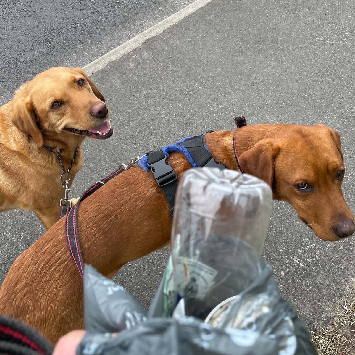 It’s not my #litter but I’m making it my problem - to protect animals &amp; our precious environment. A few pieces of litter on every walk, 22,000 dog owners &amp; counting. Are you in yet? #pawsomplastic #2minutelitterpick #dogsoftwitter #wednesdaythought