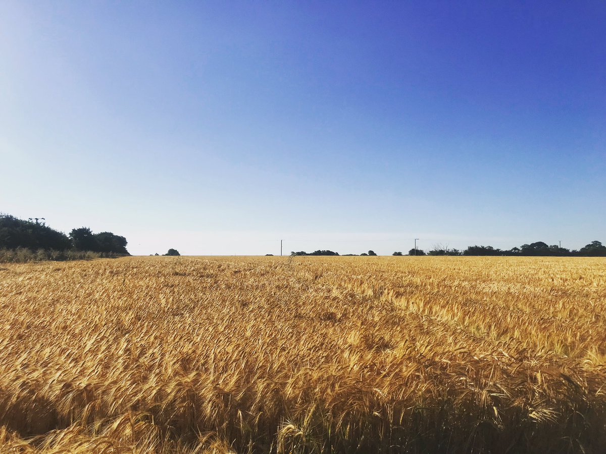 What a beautiful morning! Our #Flagon #Barley is really enjoying this sunshine! Won’t be long until the combines roll 🚜🌾 #harvest22 #farm24 <a href="/FarmersOfTheUK/">Farmers Of The UK</a> <a href="/AgriChatUK/">AgriChatUK</a>