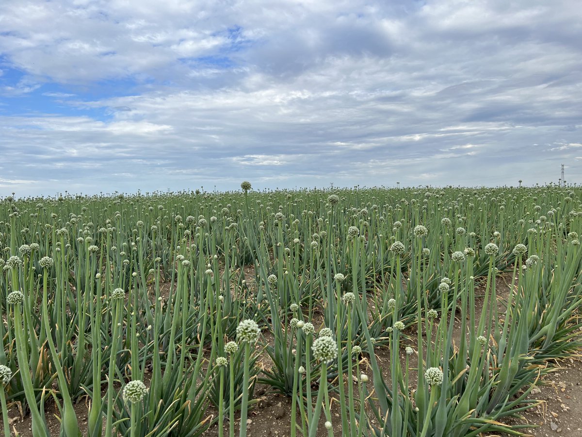 Lindert Moerdijk tweet media