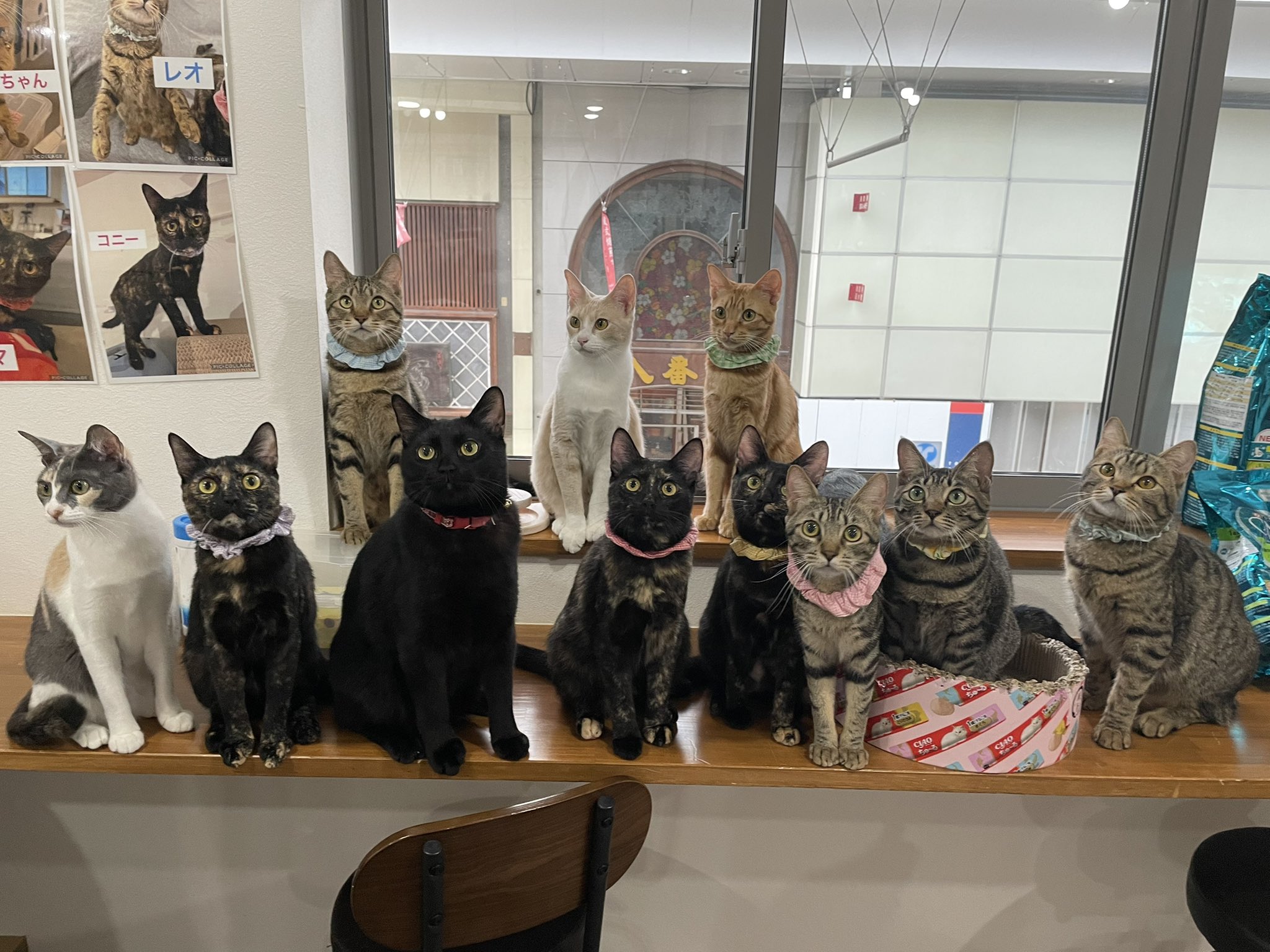 保護猫カフェcatloaf Catloaf622 Twitter