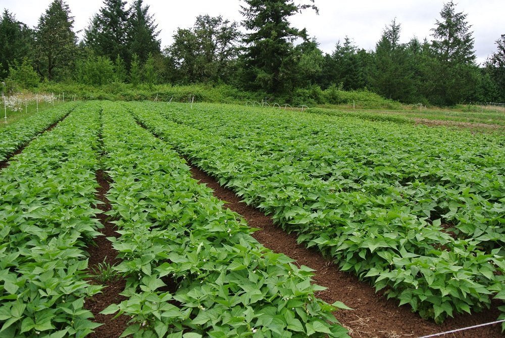 agrimbegu's tweet photo. Farming is beuty
#AgriMbegu
#SeedProducers
@VictorSiroon @kibrutto @AAP_World @USAIDKenya @kilimoKE @rodgers_kirwa @MpondaSabinus https://t.co/1g0QK5jBgN