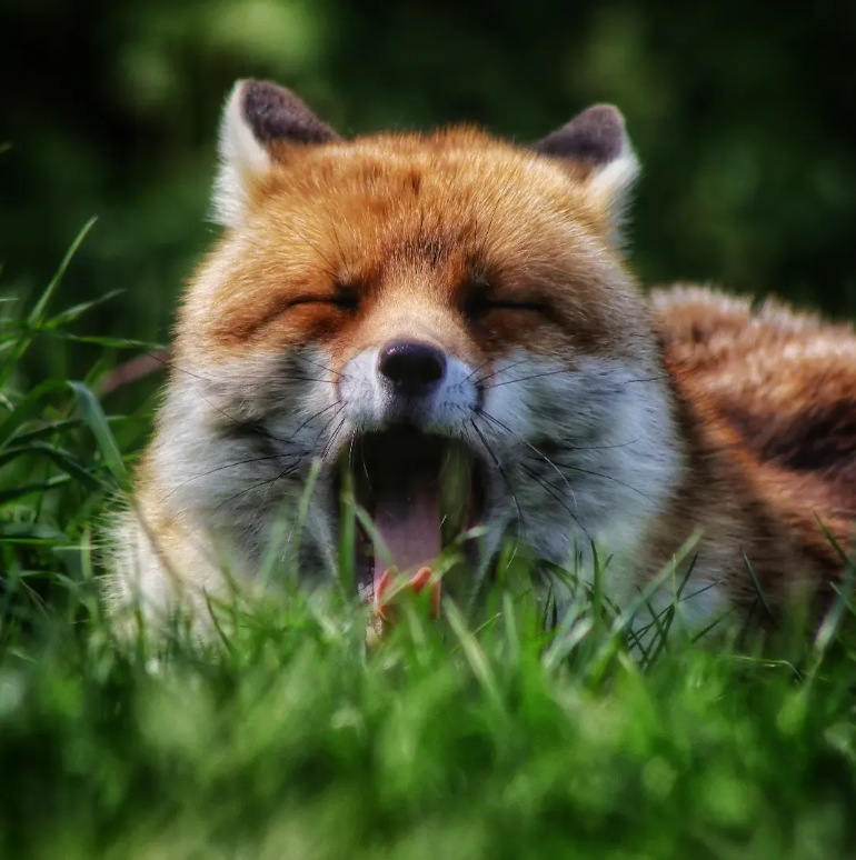 ChrisGPackham's tweet photo. Morning . . . #FoxOfTheDay by @mindfulnaturephotography on Instagram ! https://t.co/jag1vwjAHo