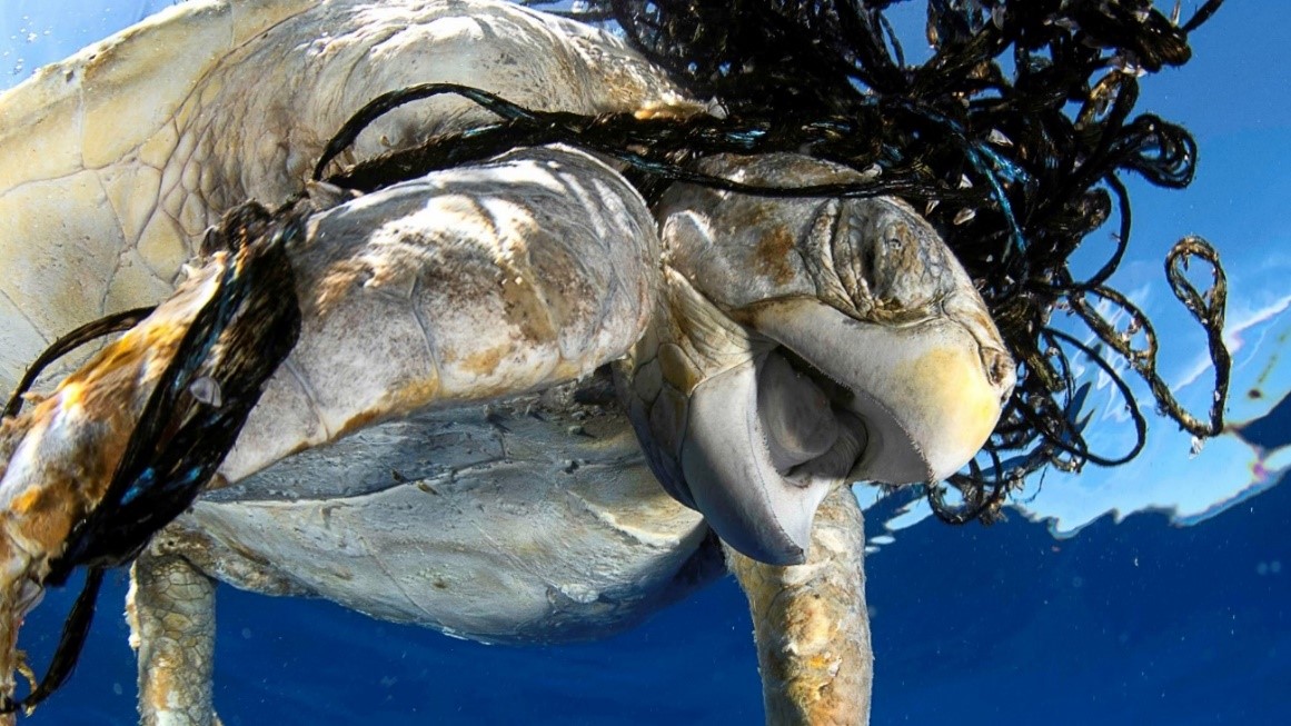 ceabcsic's tweet photo. #CEABPress
@obsdelmar llança un nou projecte per fer front a la pesca fantasma, un problema lligat a activitats de pesca rudimentàries o no regulades que amenacen la biodiversitat, la sostenibilitat de la pesca i la seguretat de la navegació.
Més info 👉https://t.co/TRFTFEN9dr https://t.co/JcA9fjtUxW