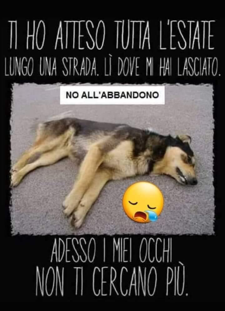 Katty54828133's tweet photo. #eccoPerche chi non sa amarli e ricambiare il loro affetto non li prenda per poi fargli questo! https://t.co/A8LCEmq8h5