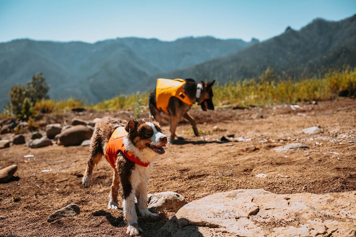 OhMyGSDs || OMyAussie tweet media