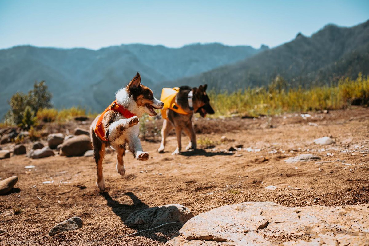 OhMyGSDs || OMyAussie tweet media