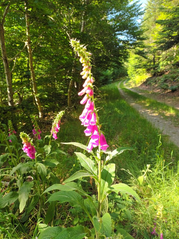 alise48's tweet photo. Les digitales, belles fleurs toxiques ont décidé de décorer le chemin bordé de hêtres, elles aussi préfèrent les #feuillus! https://t.co/gJoonLGIJw