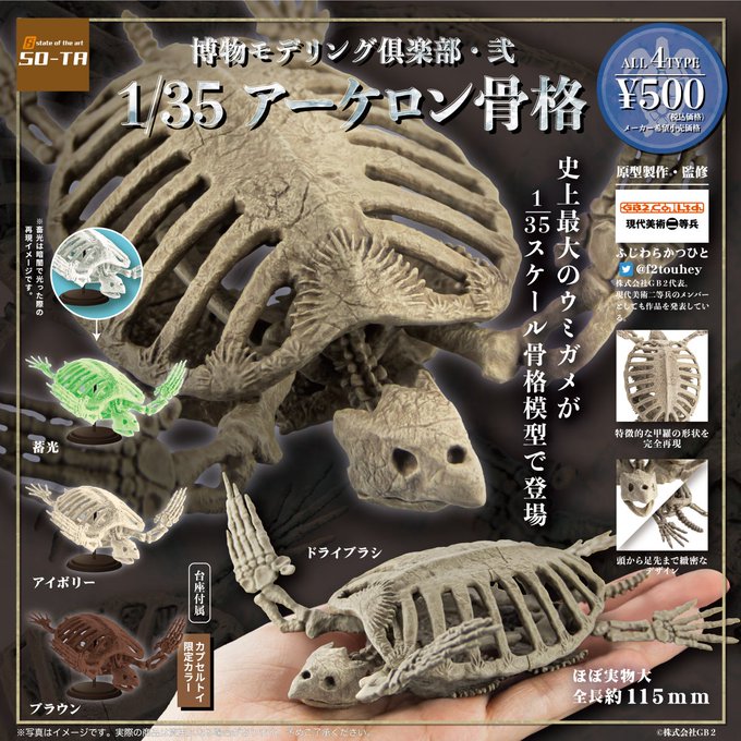 サメ 骨格標本 40cm程