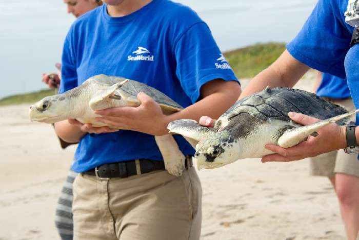 BoletinViajes's tweet photo. SeaWorld Parks anuncia su compromiso con Objetivo de Desarrollo Sostenible de la ONU https://t.co/fQ2lLo6kGA #turismo #seaworldparks #ONU https://t.co/d3tg3cgolT
